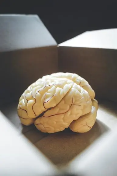 Modelo anatómico de cerebro humano dentro de una caja de cartón abierta, usado como concepto de creatividad en publicidad para médicos especialistas.